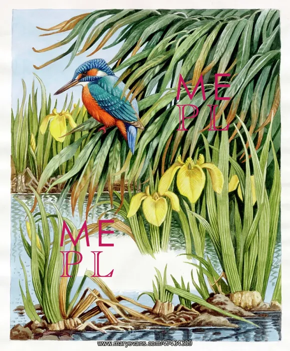 : Kingfisher : Kingfisher