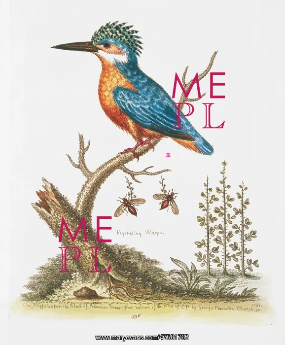 : Kingfisher : Kingfisher