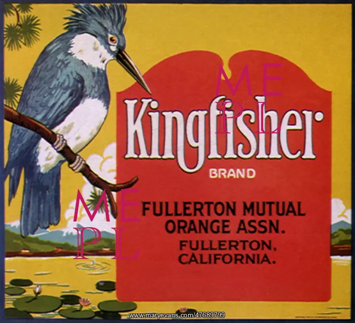  : Kingfisher