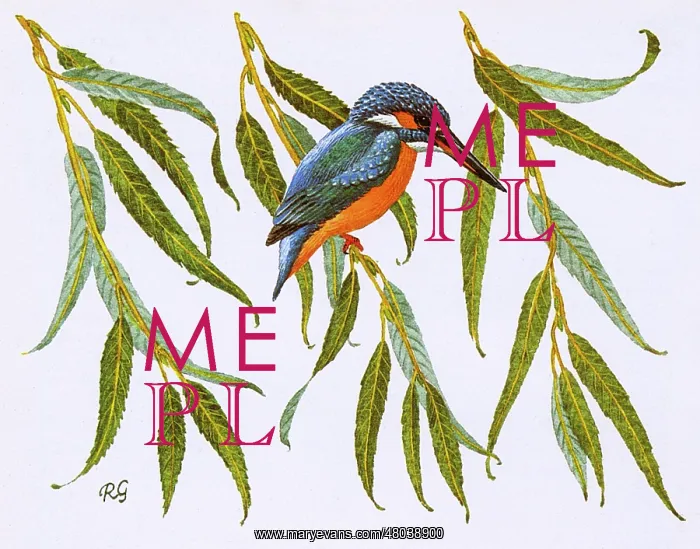 : Kingfisher : Kingfisher