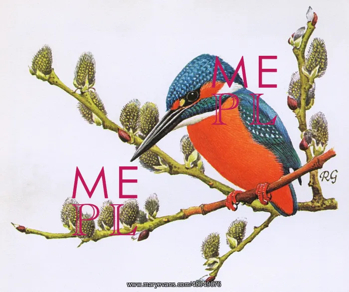 : Kingfisher : Kingfisher