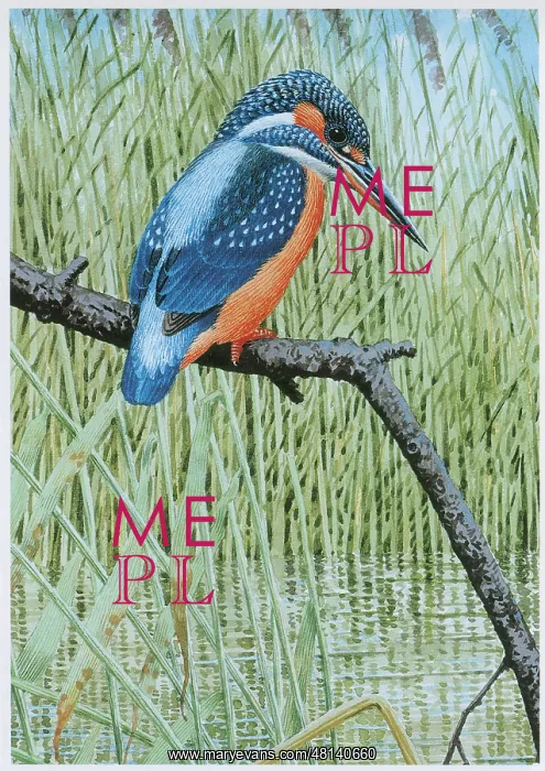  : Kingfisher