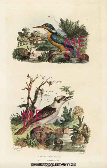 : Kingfisher, Alcedo atthis, and laughing kookaburra : Kingfisher, Alcedo atthis, and laughing kookaburra