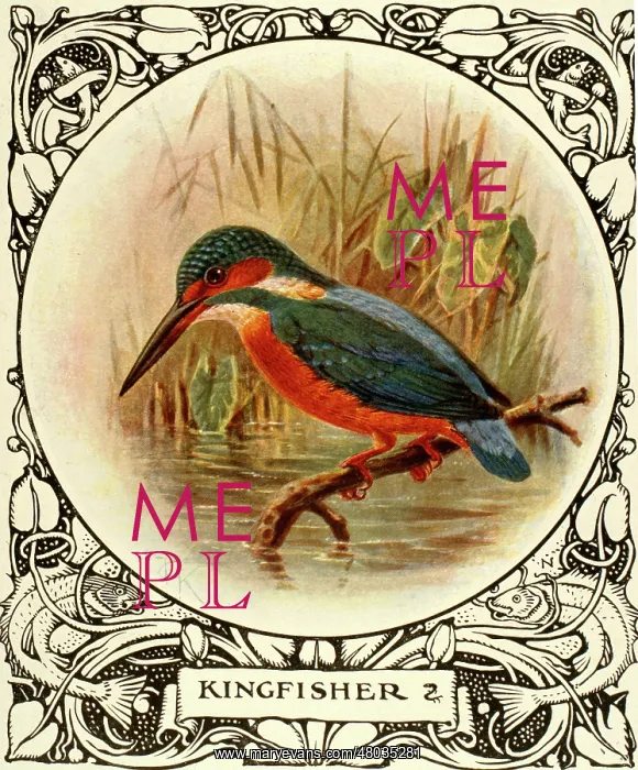  : Kingfisher on a branch