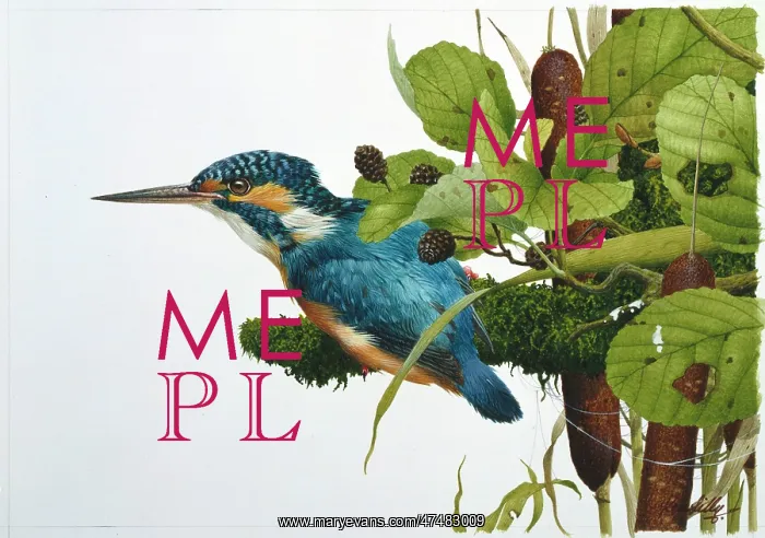  : Kingfisher with Bullrushes