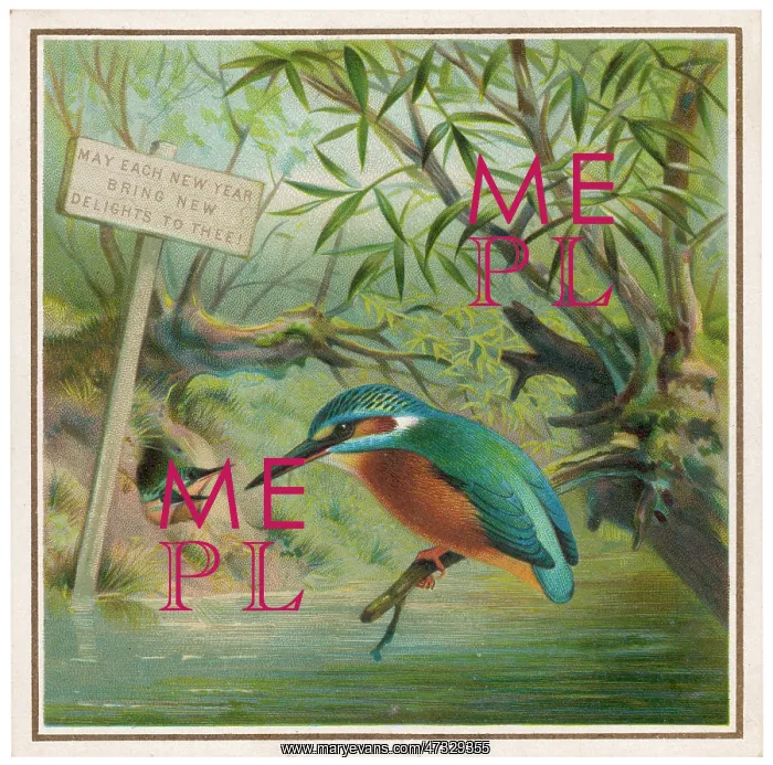 : KINGFISHER (CARD) : KINGFISHER (CARD)