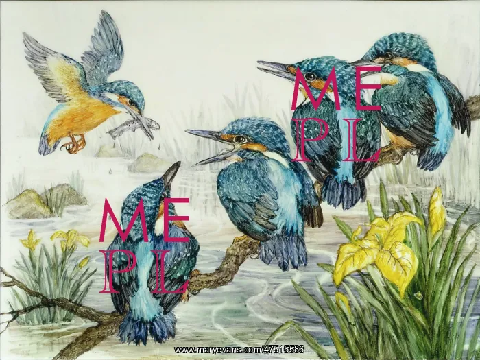 : Kingfisher Family : Kingfisher Family