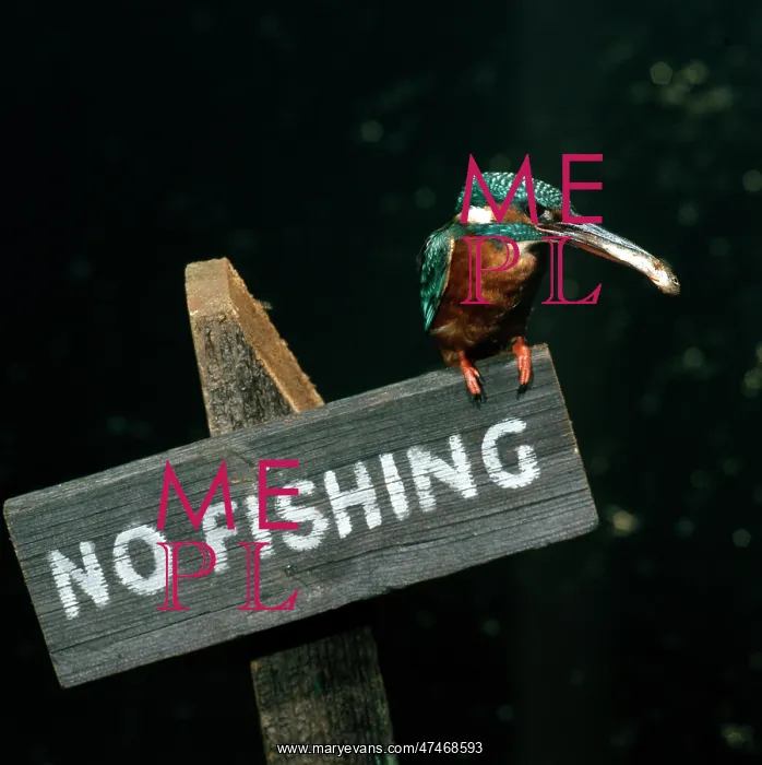 : Kingfisher with Fish for Young : Kingfisher with Fish for Young
