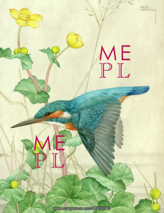 : A Kingfisher – with marsh marigolds (kingcups)