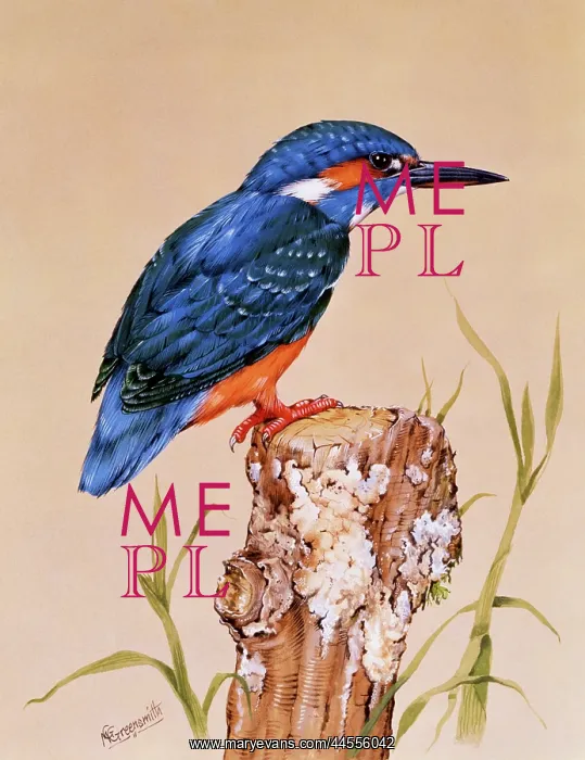 : Kingfisher on a perch : Kingfisher on a perch