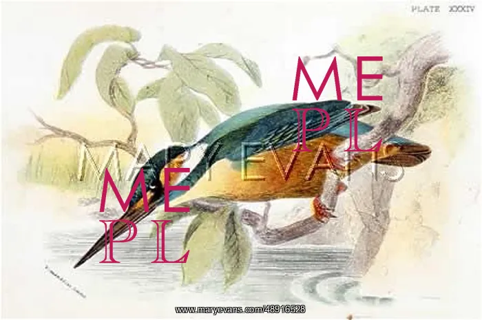  : KINGFISHER (SHARPE)