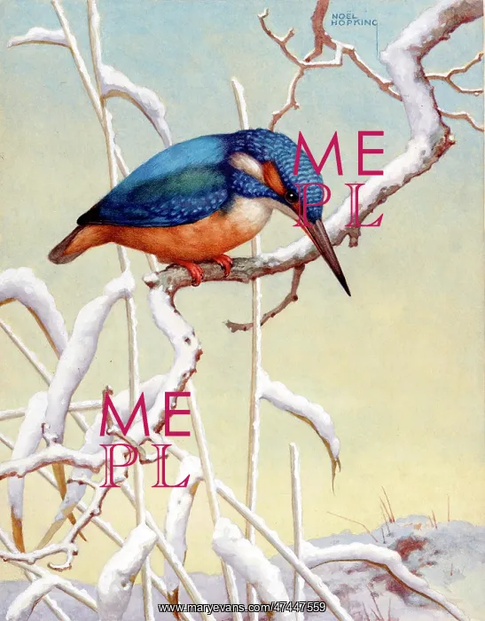  : Kingfisher on snowy branch