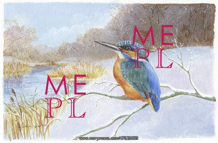 : Kingfisher on a snowy branch by a river : Kingfisher on a snowy branch by a river
