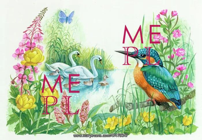 : Kingfisher, swans, cygnets, butterfly etc : Kingfisher, swans, cygnets, butterfly etc