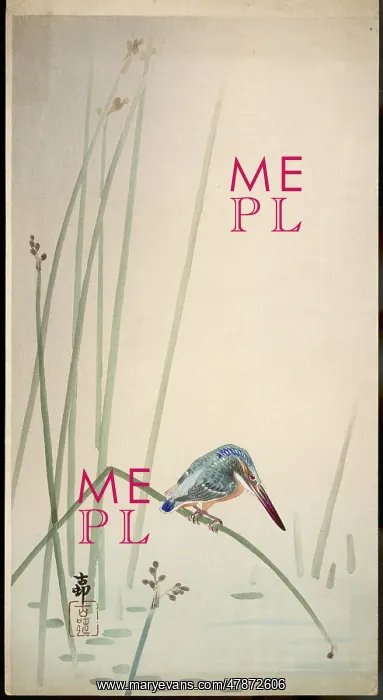 : Kingfisher waits patiently : Kingfisher waits patiently