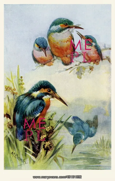  : Kingfishers