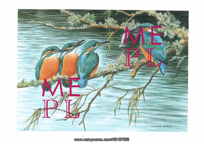  : Kingfishers