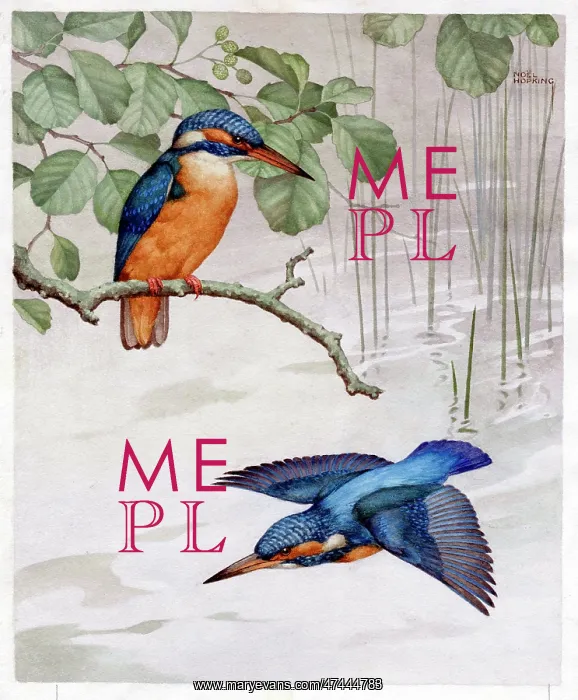  : Two Kingfishers