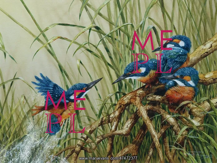  : Kingfishers