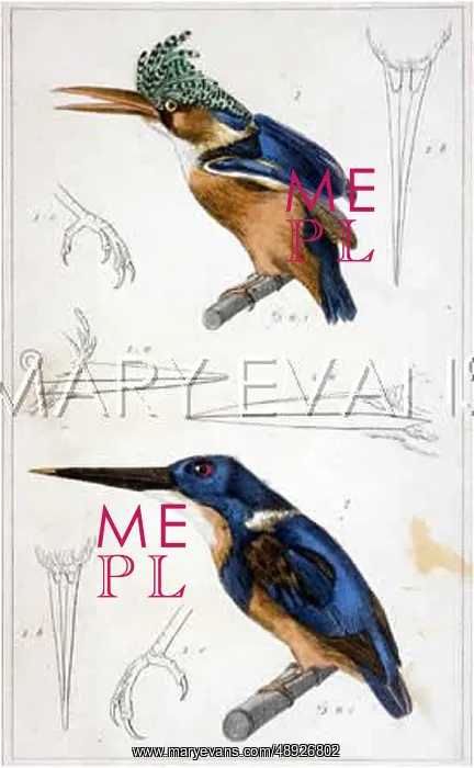 : TWO KINGFISHERS : TWO KINGFISHERS