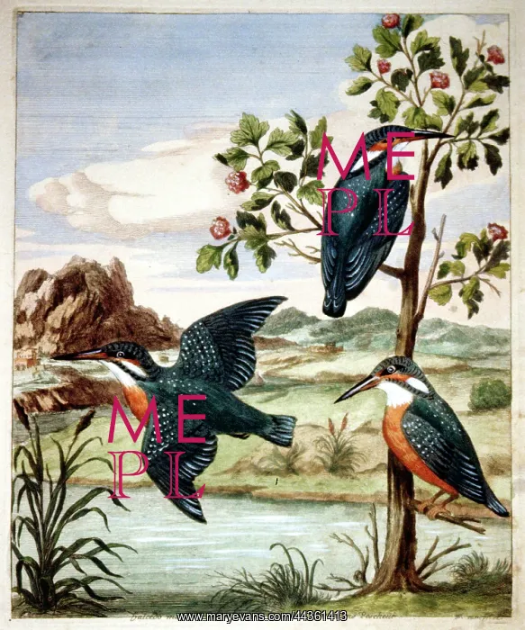 : Kingfishers by a river
