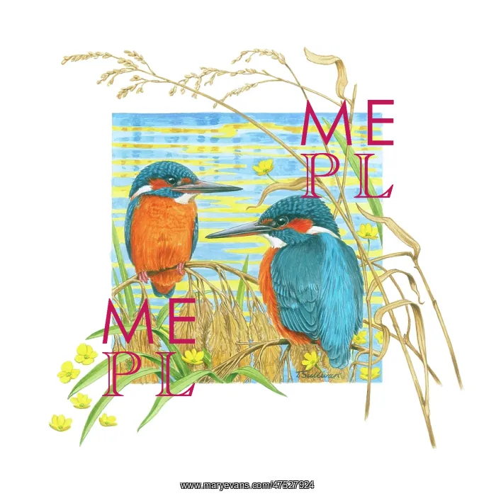 : Two Kingfishers on a riverbank : Two Kingfishers on a riverbank