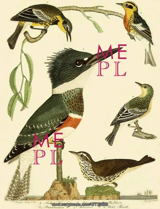  : Kingfishers and Warblers