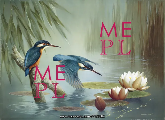 : Kingfishers and Waterlilies : Kingfishers and Waterlilies