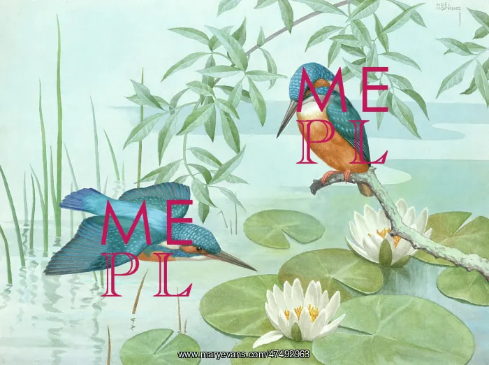  : Two kingfishers with waterlilies