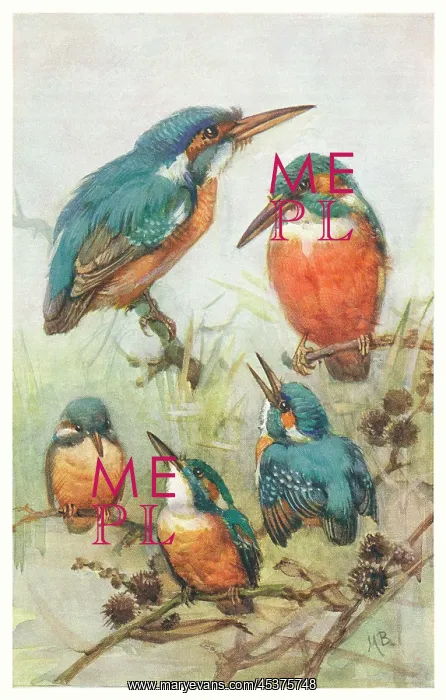 : Kingfishers and their young : Kingfishers and their young