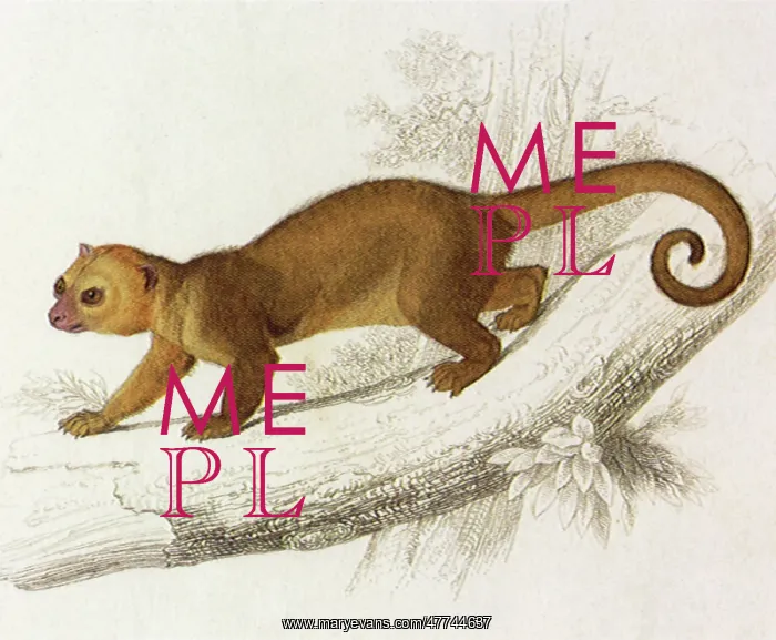 : Kinkajou (Potos caudivolvulus)