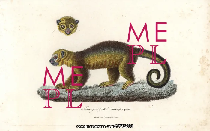 : Kinkajou, Potos flavus : Kinkajou, Potos flavus