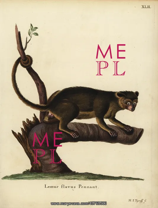 : Kinkajou, Potos flavus : Kinkajou, Potos flavus