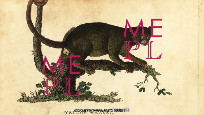  : Kinkajou, Potos flavus