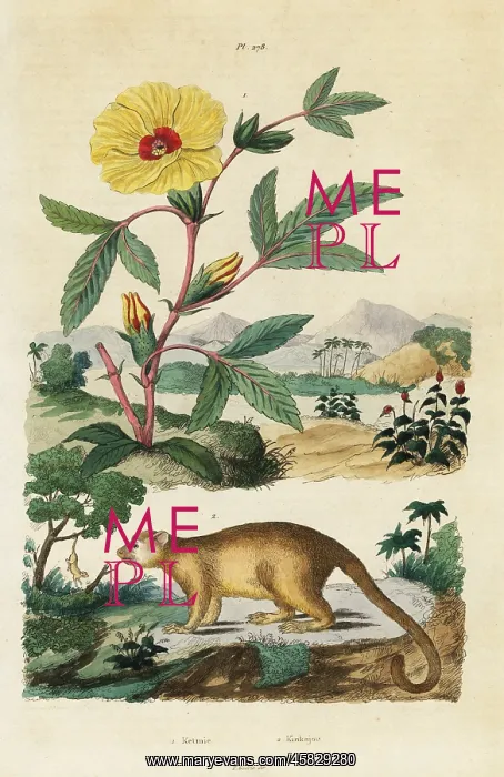 : Kinkajou and Roselle : Kinkajou and Roselle