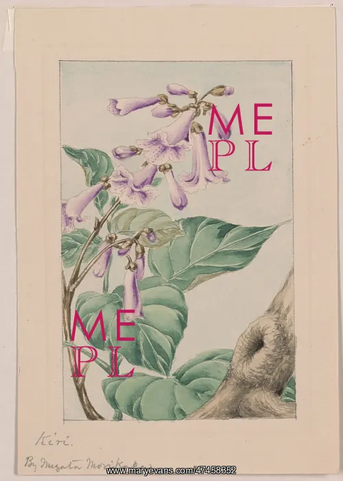 : Kiri branch with flowers and leaves : Kiri branch with flowers and leaves