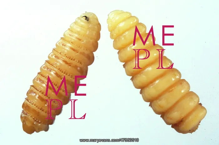 : Kirkoestrus minutus, botfly : Kirkoestrus minutus, botfly