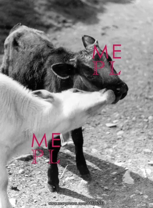  : KISSING CALVES
