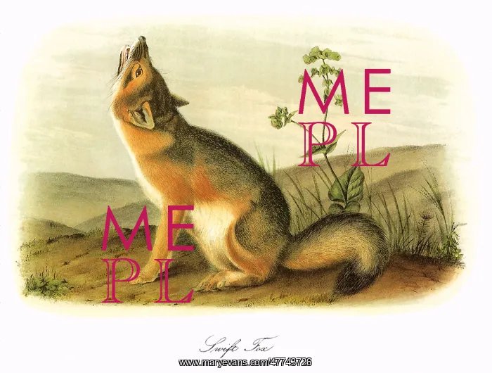  : Kit FoX