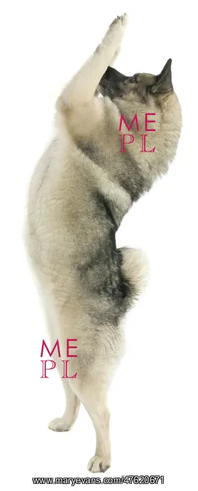: Kita a Norwegian elkhound : Kita a Norwegian elkhound