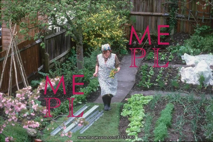 : KITCHEN GARDEN 1940S : KITCHEN GARDEN 1940S