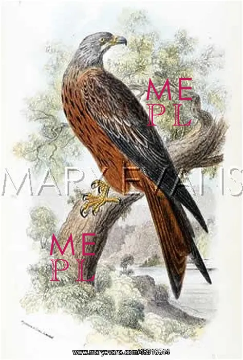  : KITE (SHARPE)