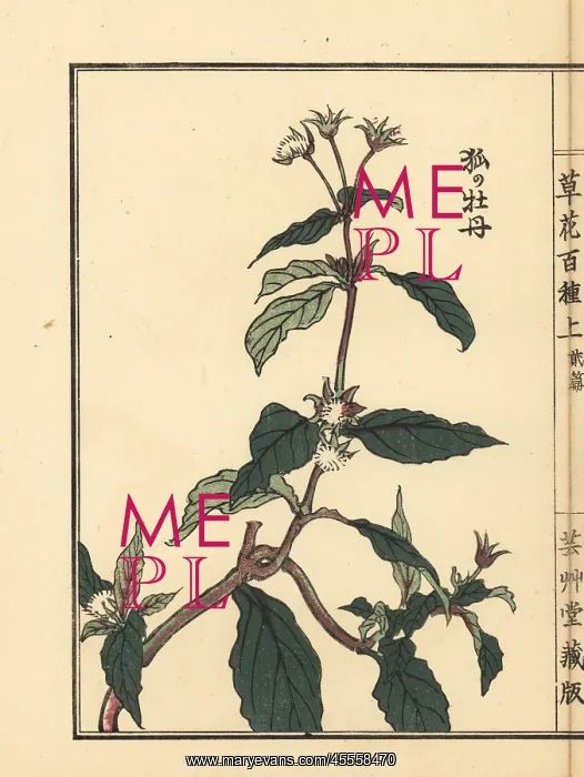 : Kitsune no botan or Ranunculus silerifolius : Kitsune no botan or Ranunculus silerifolius