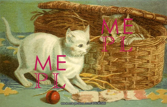  : Kitten in a Basket