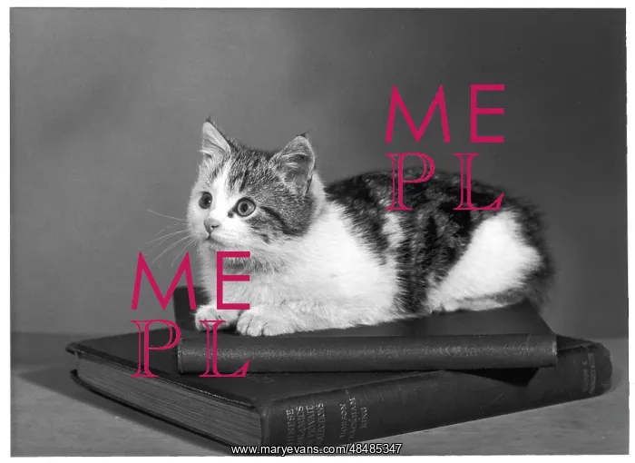 : KITTEN ON BOOKS : KITTEN ON BOOKS