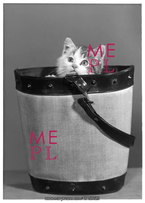 : KITTEN IN BUCKET : KITTEN IN BUCKET