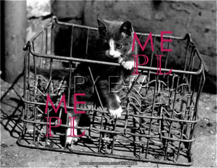 : KITTEN IN CRATE : KITTEN IN CRATE