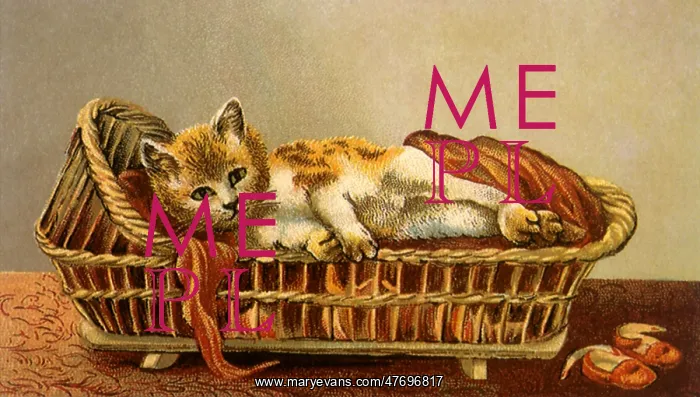  : Kitten in Crib
