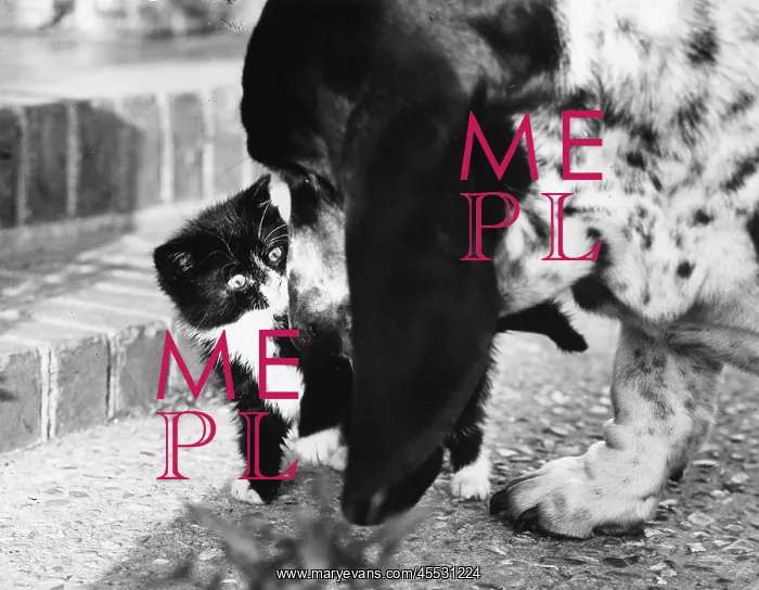 : Kitten and dog : Kitten and dog