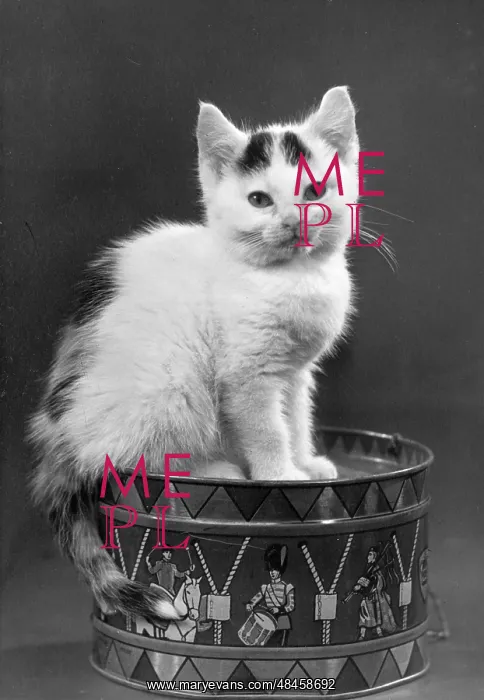  : KITTEN ON DRUM